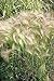 Photo 200 Squirrel Tail Grass (Foxtail Barley) Hordeum Jubatum Ornamental Seeds review