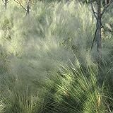 Outsidepride Agrostis Nebulosa Ornamental Cloud Grass - 5000 Seeds Photo, new 2024, best price $6.49 review