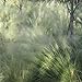 Photo Outsidepride Agrostis Nebulosa Ornamental Cloud Grass - 5000 Seeds review