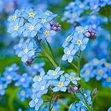 Forget Me Not Flowers (Myosostis sylvatica) - Over 5,000 Premium Seeds - by 'createdbynature' Photo, new 2024, best price $6.99 review