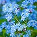 Photo Forget Me Not Flowers (Myosostis sylvatica) - Over 5,000 Premium Seeds - by 'createdbynature' review