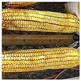 Everwilde Farms - 1/4 Lb Reid's Yellow Dent Open Pollinated Corn Seeds - Gold Vault Photo, new 2024, best price $7.96 review