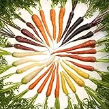 ZHOUBA Samen zum Pflanzen, 600 Stück köstliche Karottensamen nicht GVO Frische gemischte Gemüsesamen und leckere landwirtschaftliche Lieferungen für den Balkonhof Mehrfarbig Foto, neu 2024, bester Preis 3,39 € Rezension