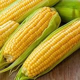 Corn, Golden Bantam Yellow Corn, Heirloom, Non-GMO,50 Seeds, Delicious and Sweet Veggie Photo, new 2024, best price $2.99 review