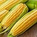 Photo Corn, Golden Bantam Yellow Corn, Heirloom, Non-GMO,50 Seeds, Delicious and Sweet Veggie review