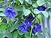 Photo Blue Butterfly Pea Vine (Clitoria ternatea) Perennial - 10 Seeds review