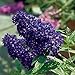 Foto Schmetterlingsflieder BUZZ Midnight - Sommerflieder (Buddleja) Pflanze in blau-lila halbschattig und winterhart - Flieder-Strauch von Garten Schlüter Rezension
