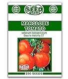 Marglobe Tomato Seeds - 250 Seeds Non-GMO Photo, new 2024, best price $1.59 ($0.01 / Count) review