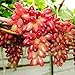 Foto ChinaMarket 50pcs / bag Seltene Finger Traubenkernen, Mix Erweiterte Fruchtsamen, Trauben Natürliches Wachstum Rezension
