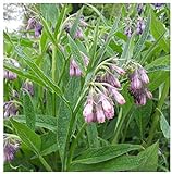 Earthcare Seeds True Comfrey 50 Seeds (Symphytum officinale) Non GMO, Heirloom Photo, new 2024, best price $9.95 ($0.20 / Count) review