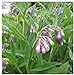 Photo Earthcare Seeds True Comfrey 50 Seeds (Symphytum officinale) Non GMO, Heirloom review