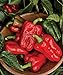 Photo Burpee Great Stuff Sweet Pepper Seeds 40 seeds review