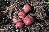 Simply Seed - 5 LB - Dark Red Norland Potato Seed - Non GMO - Naturally Grown - Order Now for Spring Planting Photo, new 2024, best price $16.99 ($0.21 / Ounce) review