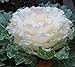 Photo 20 Flowering kale Seeds- Nagoya White’ Ornamental filler ,flower bed,. review