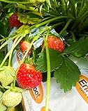 Strawberry Evie-2 Bare Root Plants 20 Count - Ever Bearing - Non-GMO - Day Neutral Longer Fruit yielding Season - Bareroots Wrapped in Coco Coir - GreenEase by ENROOT Photo, new 2024, best price $20.97 review