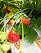 Photo Strawberry Evie-2 Bare Root Plants 20 Count - Ever Bearing - Non-GMO - Day Neutral Longer Fruit yielding Season - Bareroots Wrapped in Coco Coir - GreenEase by ENROOT review