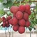 Foto Frische Fruchtsamen mit 50Pcs Traubenkerne Köstliche Früchte Hof Garten Dach Balkon Pflanze zum Pflanzen Garten Hof Haus Landschaftsbau Rezension