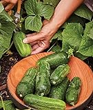 Burpee Supremo Pickling Cucumber Seeds 30 seeds Photo, new 2024, best price $7.82 review