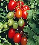 Juliet Grape Tomato 15 Seeds - High yields! Photo, new 2024, best price $3.18 review