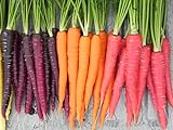 Rainbow Blend Carrot Heirloom Seeds - B258 (150 Seeds, 1/4 Gram) Photo, new 2024, best price $2.99 review