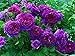 Foto 100 piezas de semillas de rosas trepadoras flor ornamental perenne semillas de rosas trepadoras púrpuras para jardín balcón terraza revisión