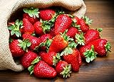 KIRA SEEDS - Fresca Strawberry Giant - Everbearing Fruits for Planting - GMO Free Photo, new 2024, best price $8.96 ($0.45 / Count) review