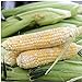 Photo Seed Needs, Butter and Sugar Sweet Corn - Bi Color (Zea mays) Bulk Package of 160 Seeds Non-GMO review