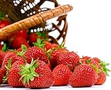 Seascape Everbearing Strawberry 10 Bare Root Plants - BEST FLAVOR Photo, new 2024, best price $18.37 review
