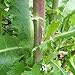 Photo Wild Lettuce Seeds (Lactuca virosa) Packet of 50 Seeds review
