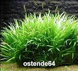 WFW wasserflora Grasartige Zwergschwertpflanze/Echinodorus latifolius im Topf Foto, neu 2024, bester Preis 5,55 € Rezension