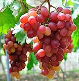Giant Red Globe Grape Seeds - Biggest Variety, Juicy Fruits Photo, new 2024, best price $13.50 review