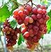 Photo Giant Red Globe Grape Seeds - Biggest Variety, Juicy Fruits review
