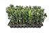 Photo Green Mountain Boxwood - 10 Live Plants - Buxus - Fast Growing Cold Hardy Formal Evergreen Shrub review