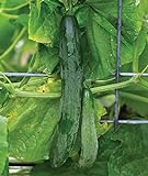 Burpee Sweet Success Slicing Cucumber Seeds 20 seeds Photo, new 2024, best price $8.64 ($0.43 / Count) review
