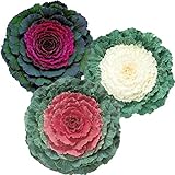 Ornamental Kale Seeds Collection - Three Varieties of Flat Leaf Kale - 50 Seeds Each for 150 Total Seeds -Seed Collection Seed 1 Each Untreated Photo, new 2024, best price $7.69 review