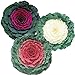 Photo Ornamental Kale Seeds Collection - Three Varieties of Flat Leaf Kale - 50 Seeds Each for 150 Total Seeds -Seed Collection Seed 1 Each Untreated review