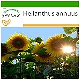 SAFLAX - Girasol Titan - 20 semillas - Con sustrato estéril para cultivo - Helianthus annuus Foto, nuevo 2024, mejor precio 4,45 € revisión