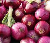 200 Organic Non-GMO Ruby Red Onion Seeds Burgundy Photo, new 2024, best price $4.29 review