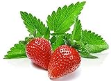 100+ Strawberry Mint Herb Seeds Non-GMO Fragrant Rare! US Grown! Photo, new 2024, best price $5.89 ($166.86 / Ounce) review