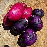 SVI fresca 100pcs semilla de papa vegetal para la siembra oscuro rosa púrpura Foto, nuevo 2024, mejor precio 9,78 € revisión