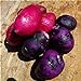 Foto SVI fresca 100pcs semilla de papa vegetal para la siembra oscuro rosa púrpura revisión