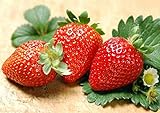 300pcs Giant Strawberry Seeds, Sweet Red Strawberry/Organic Garden Strawberry Fruit Seeds, for Home Garden Planting Photo, new 2024, best price $9.59 ($0.03 / Count) review