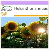 SAFLAX - Girasol Titan - 20 semillas - Helianthus annuus Foto, nuevo 2024, mejor precio 3,95 € revisión