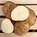 Photo Kennebec Seed Potatoes, 5 lbs. (Certified) review