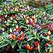 Photo Vegetable Seed Ornamental Mini Hot Pepper Seeds 50+ Bonsais Colorful Upward Pepper Seeds review