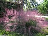 10 Pink Muhly Ornamental Grass Seeds,known as Hairawn Muhly Grass or Gulf Muhly Photo, new 2024, best price $5.50 review