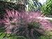Photo 10 Pink Muhly Ornamental Grass Seeds,known as Hairawn Muhly Grass or Gulf Muhly review