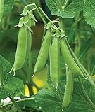 Burpee Sugar Snap Pea Seeds 300 seeds Photo, new 2024, best price $9.79 ($0.03 / Count) review