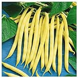 Everwilde Farms - 1/4 Lb Organic Golden Wax Yellow Bean Seeds - Gold Vault Photo, new 2024, best price $7.96 review