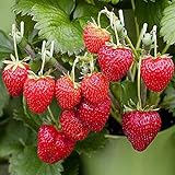 (2000 Seeds)Perpetual Strawberry Four Seasons Strawberry Seeds for Planting04 Photo, new 2024, best price $9.99 ($0.00 / Count) review
